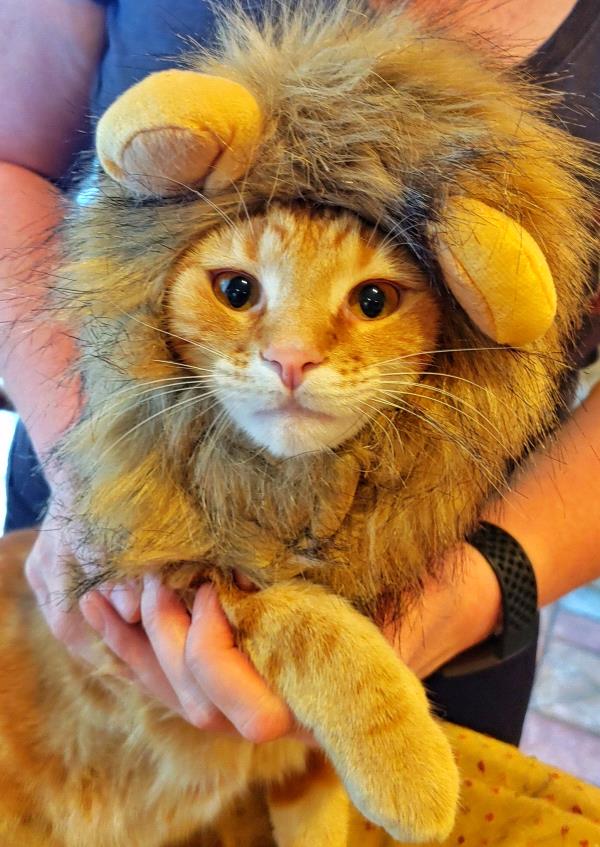 /Images/uploads/Carolina Tiger Rescue/PetTabbies/entries/14820thumb.jpg